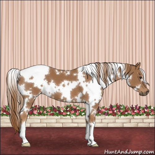 Horse Color:White Spotted Chestnut 