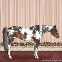 Horse Color:White Spotted Liver Chestnut 