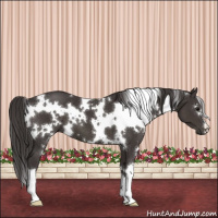 Horse Color:White Spotted Smoky Black