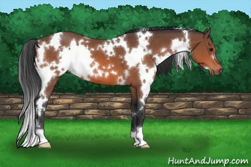 Horse Color:White Spotted Bay 
