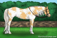 Horse Color:White Spotted Palomino