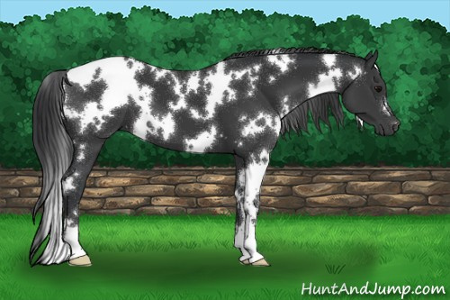 Horse Color:White Spotted Black 