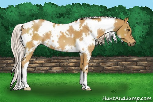Horse Color:White Spotted Palomino 