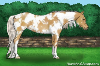 Horse Color:White Spotted Palomino