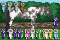 Horse Color:White Spotted Smoky Grullo 