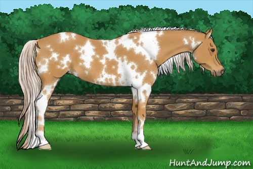 Horse Color:White Spotted Palomino 