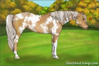 Horse Color:White Spotted Palomino 