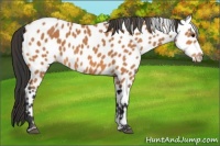 Horse Color:Bay Leopard 