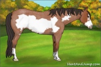 Horse Color:Bay Roan Frame 