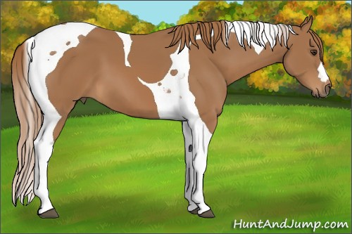 Horse Color:Chestnut Tobiano 