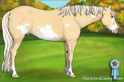 Horse Color:Gold Cream Champagne Frame 