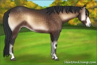 Horse Color:Bay Onyx 