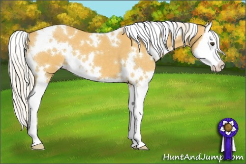 Horse Color:White Spotted Palomino Splash 