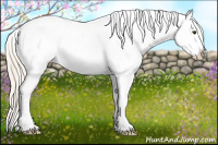 Horse Color:Palomino Appaloosa