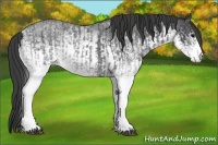 Horse Color:White Spotted Blue Roan Rabicano  and White Spotted Smoky Blue Roan Rabicano 