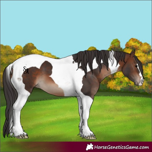 Horse Color:Brown Tobiano 