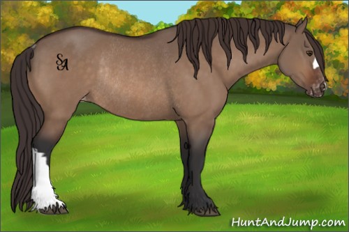 Horse Color:Brown Dun Appaloosa Rabicano