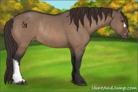 Horse Color:Brown Dun Appaloosa Rabicano 