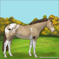 Horse Color:Classic Cream Champagne Sabino Tobiano Blanket Rabicano 