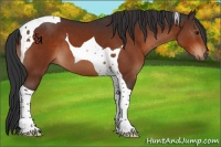 Horse Color:Brown Tobiano 