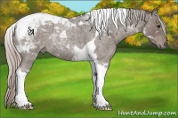 Horse Color:Silver Blue Roan Tobiano