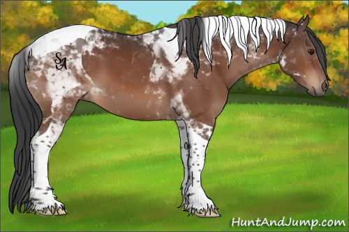 Horse Color:Brown Tobiano 