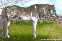 Horse Color:White Spotted Liver Chestnut Splash 