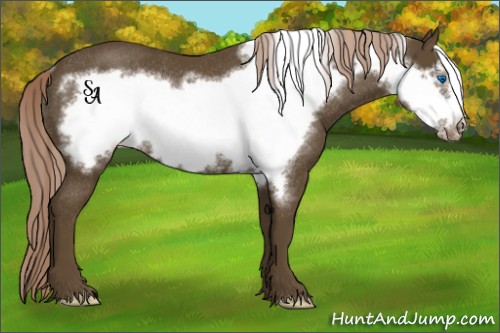 Horse Color:Chocolate Palomino Frame Appaloosa Rabicano