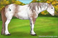 Horse Color:White Spotted Chestnut Appaloosa Rabicano 