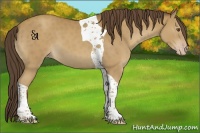 Horse Color:Classic Cream Champagne Tobiano 