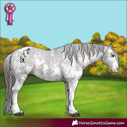 Horse Color:Brown Sabino Appaloosa Rabicano