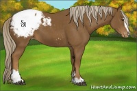 Horse Color:Chocolate Palomino Sabino Snowcap 
