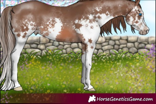 Horse Color:Liver Chestnut Splash 
