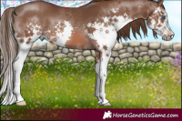 Horse Color:Liver Chestnut Splash