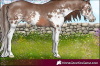Horse Color:Liver Chestnut Splash 