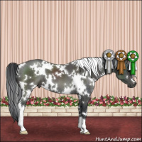 Horse Color:White Spotted Black