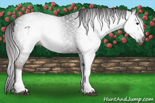 Horse Color:ERROR: UNKNOWN ANOMALY