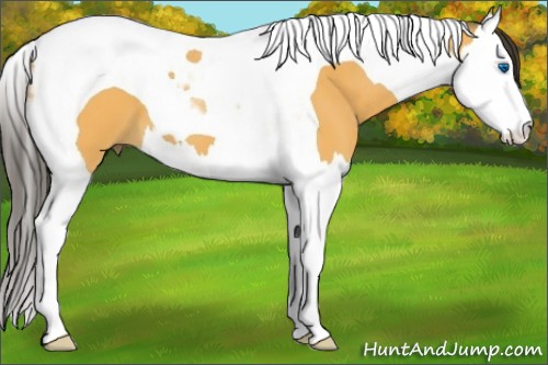 Horse Color:Buckskin Splash Tobiano 