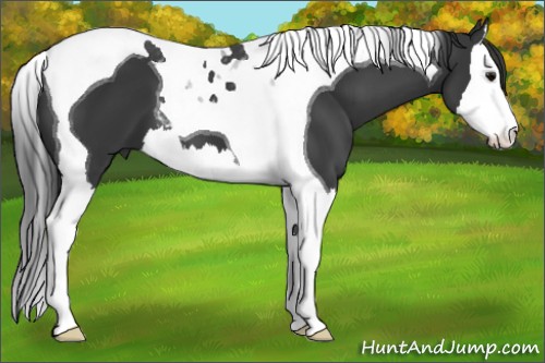 Horse Color:Black Splash Tobiano 