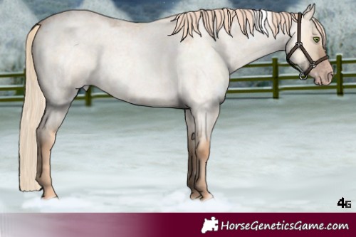 Horse Color:White Spotted Gold Champagne Roan Dun 