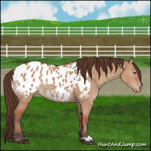 Horse Color:Bay Dun Appaloosa 