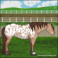 Horse Color:Bay Dun Appaloosa 