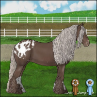 Horse Color:Silver Black Appaloosa 