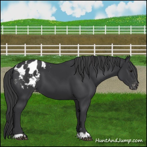 Horse Color:Black Appaloosa 