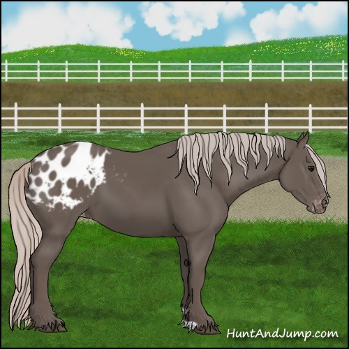 Horse Color:Silver Black Blanket 