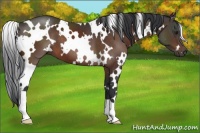 Horse Color:White Spotted Brown