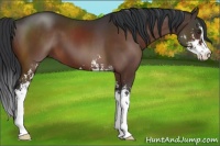 Horse Color:Brown Sabino 