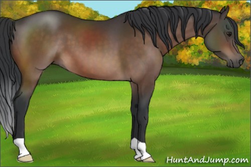 Horse Color:Brown 