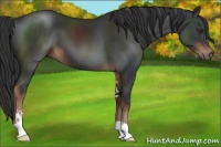Horse Color:Liver Chestnut Sabino 