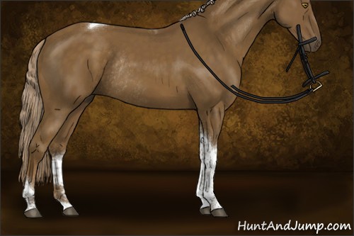 Horse Color:Chocolate Palomino Tobiano Rabicano